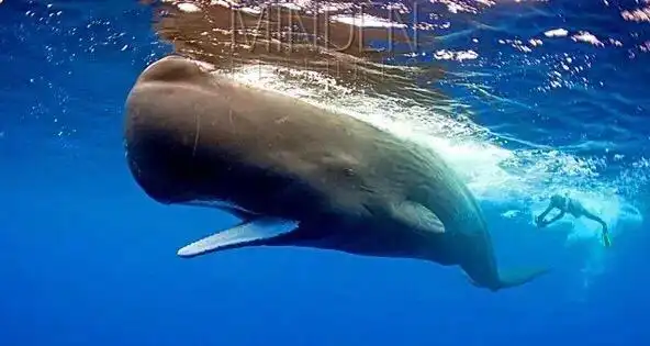 抹香鲸科明明大佬曾经那么多那么厉害为什么如今活下来