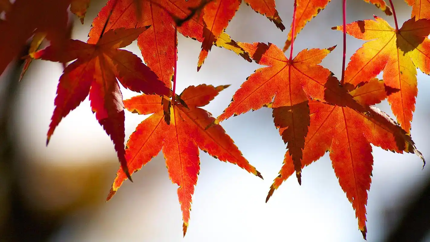 红色唯美枫叶图片桌面壁纸