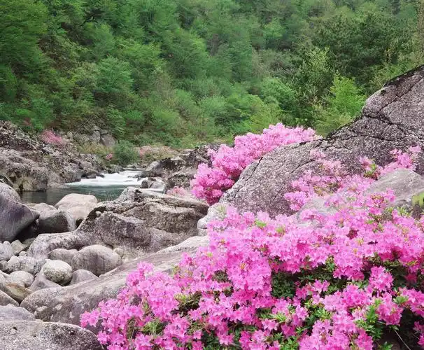 自然之美白天无人彩色图像广场近景侧视图水景小溪鲜花粉色花朵植物