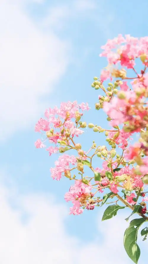 夏日小清新养眼风光高清手机壁纸