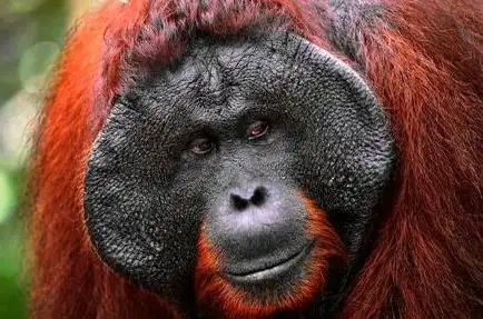 世界上最聪明的动物排名 海豚智商高的吓人