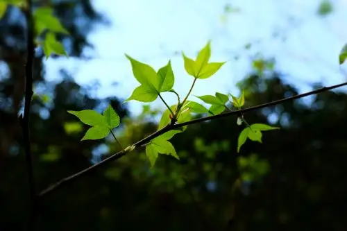 枫香树上的春天