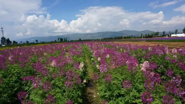 云南大理,丽江,泸沽湖暑假游之五云海芳草