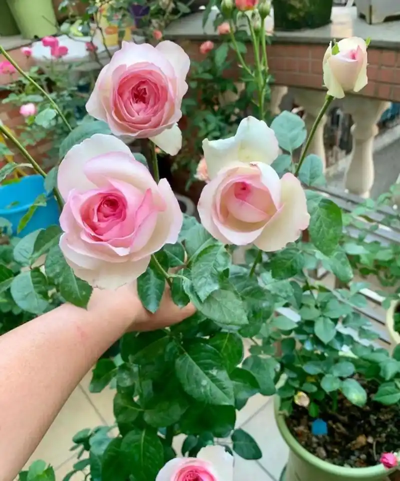 有种很"仙"的月季花,名叫"乙女心",伊芙系列的旁系,植株低矮小巧,地栽