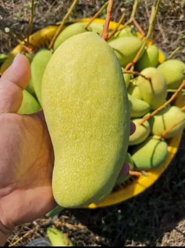 海南三亚水仙新鲜金煌黄皮芒果金皇芒大果纯甜芒果