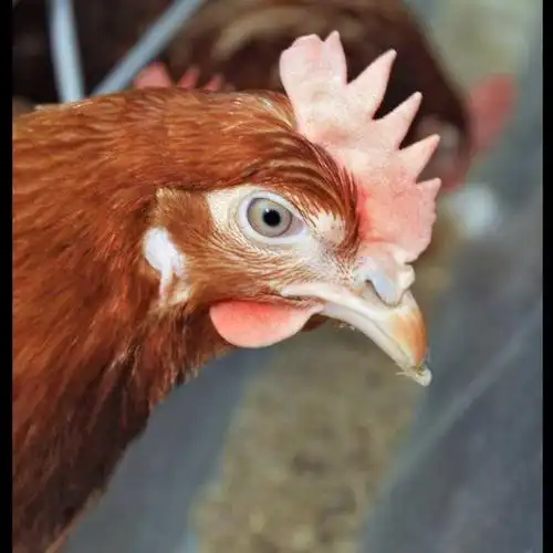 河南罗曼蛋鸡养殖基地 罗曼蛋鸡青年鸡发源地