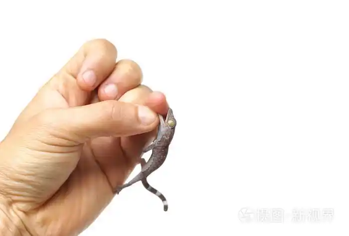 年轻的壁虎被咬伤的手
