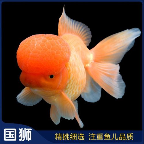 大头金鱼国师狮子头国狮鱼观赏鱼自养冷水淡水活鱼金玉满堂狮头