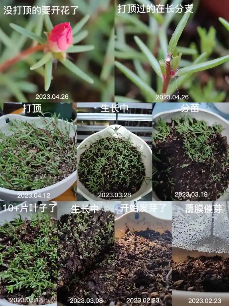 太阳花生长过程.#太阳花 #太阳花造型 #花卉绿植 #我的花 - 抖音