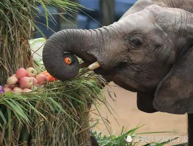 谁说长得胖是因为吃得多了?看完大象的食量,你就不这么想了