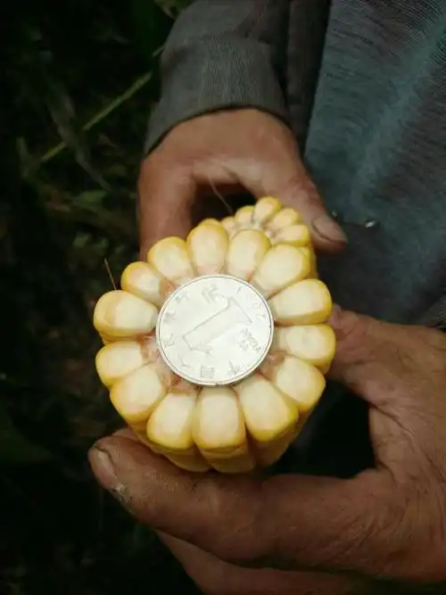 玉米轴只有一毛钱大小,您还在等什么,还不快点购买我们德丰的种子化肥