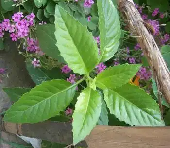 三七的叶子长什么样