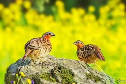竹鸡恭贺老师佳作荣获首页精华