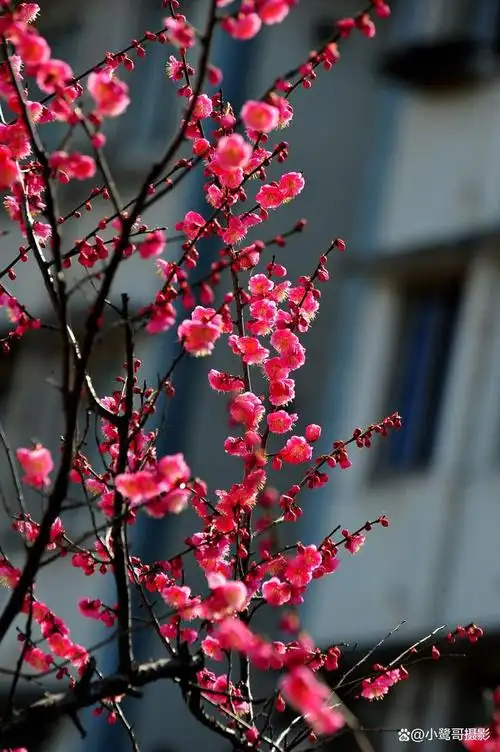 《红梅报春》摄影图片欣赏