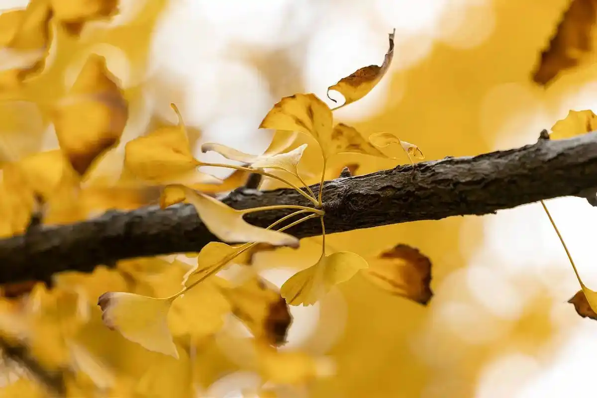 银杏树叶.现在的银杏树是绿色最后的倔强😂😂😂 #摄影 - 抖音