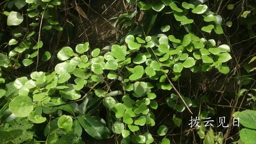 广西野生中草药一览