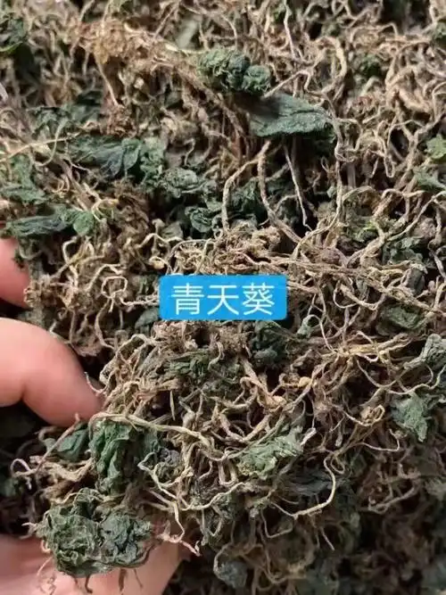 青天葵猫爪草炖瘦肉青天葵功效:清热,润肺,散瘀,解毒,镇静止痛,健脾消