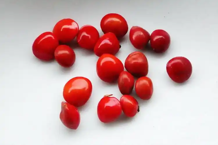 相思豆毒性分析