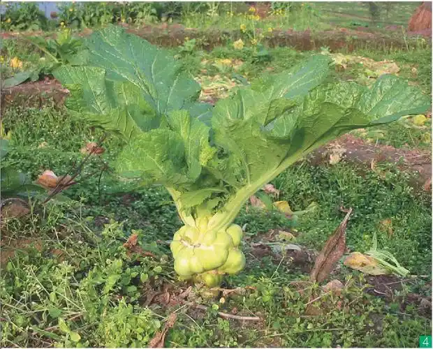 茎芥菜-中国蔬菜作物-图片