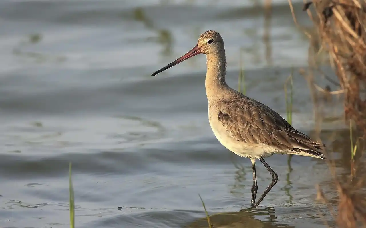 黑尾塍鹬高清鸟类摄影桌面壁纸