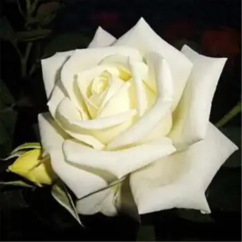 四季开花绿植花卉盆栽室内外观花植物蔷薇月季花苗f白天使玫瑰花苗