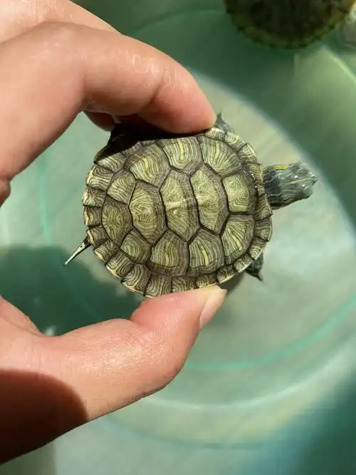 乌龟背上有白的