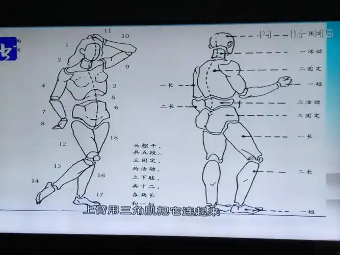 陈伟生:人体素描七头法1