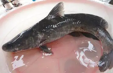 类似鲶鱼型,头比鲶鱼的小,是什么鱼?