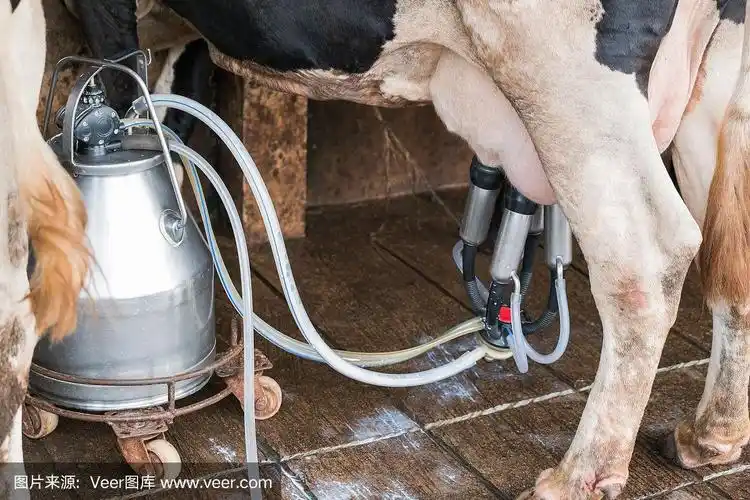 农场里的挤奶女工用挤奶机挤奶