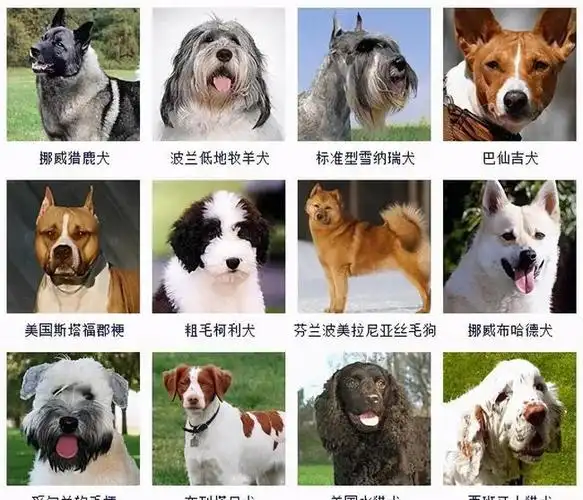 姓战宝宝起名 战姓起名字大全_马年男宝宝起名大全_姓翟狗狗起名字男