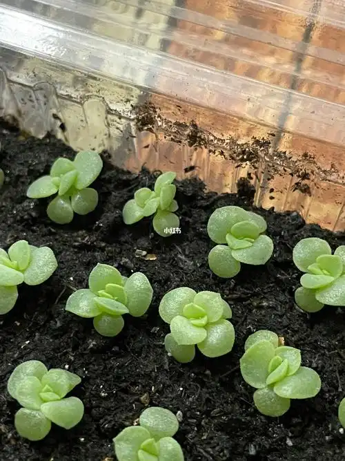 缓慢生长的多肉播种苗