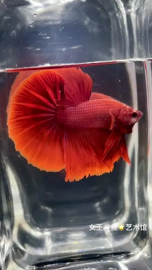 大红袍 女王斗鱼 每天上新 一鱼一视频 明码标价