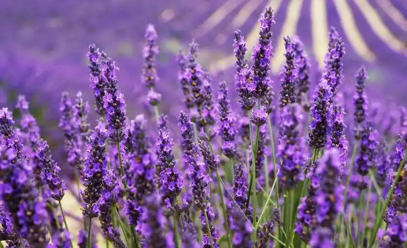 天神因天规的限制,始终不敢表露自己的爱,百般无奈之下有关薰衣草也有