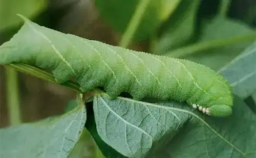 大豆豆天蛾该如何防治?具体措施有哪些?_大豆_好农资招商网