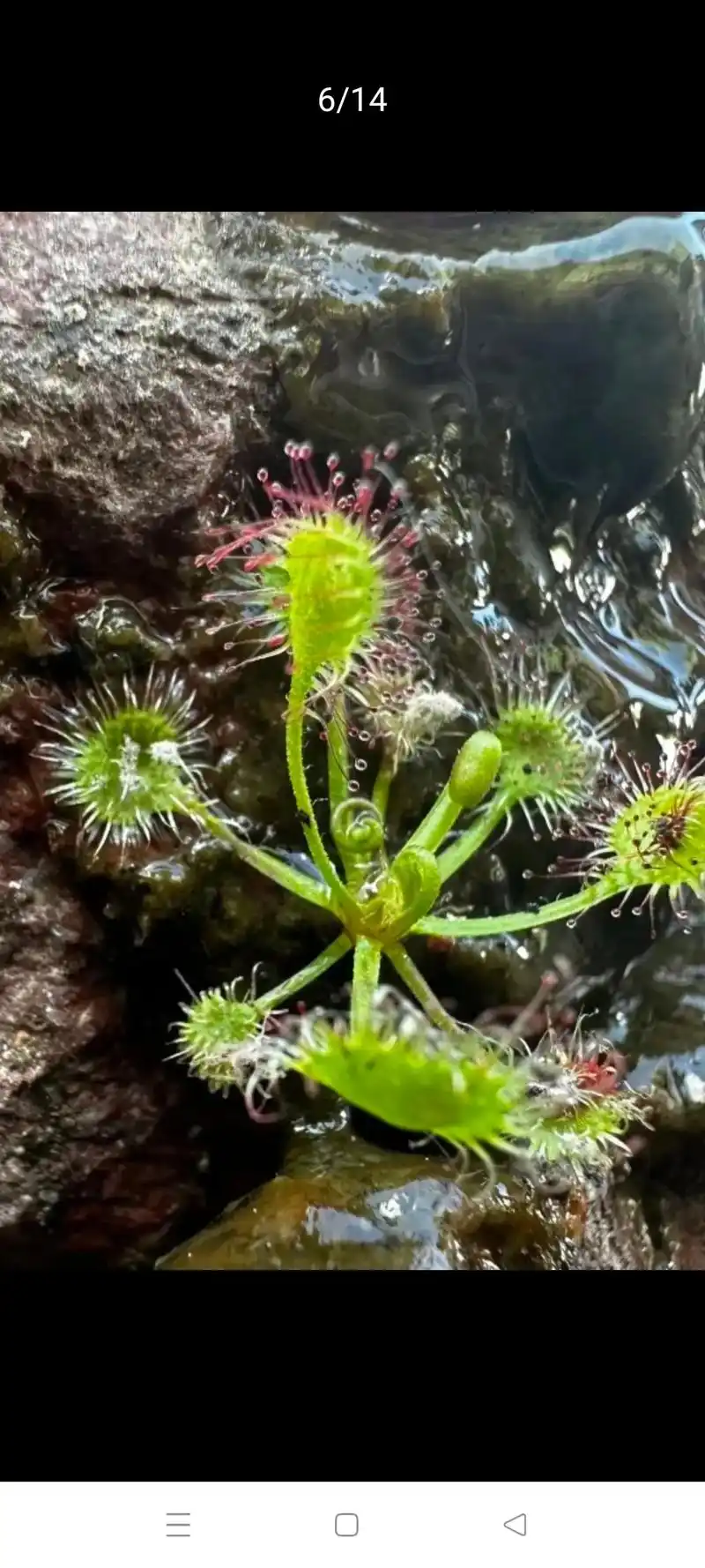 圆叶茅膏菜:虽叫菜,它其实是一种短草,生长在泥炭藓生长的湿地 - 抖音