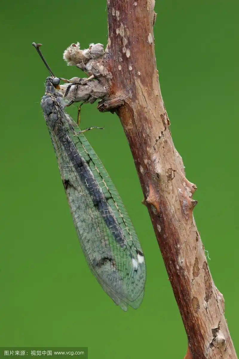 蚁狮(蚁蜜蚁),成虫,栖息在树莓(悬钩子)茎上,意大利,欧洲