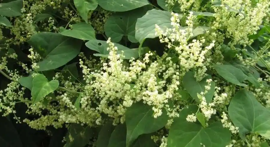 看图识中药 /第十八集:何首乌