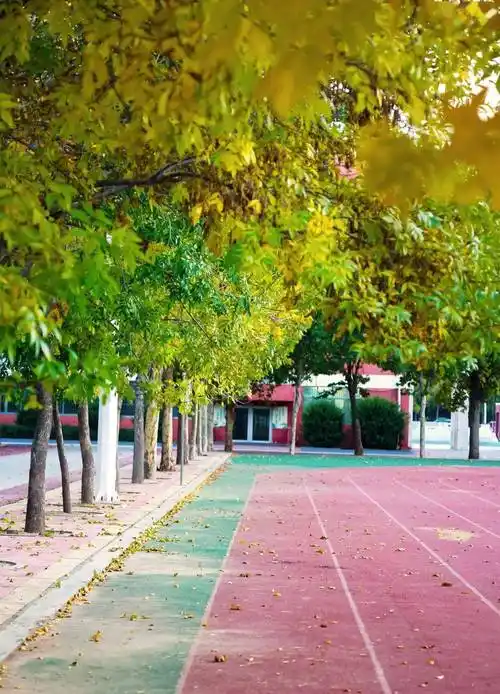 小学去感受校园书香去采摘一些熟透的思想在校园中漫步伴随朗朗书声让