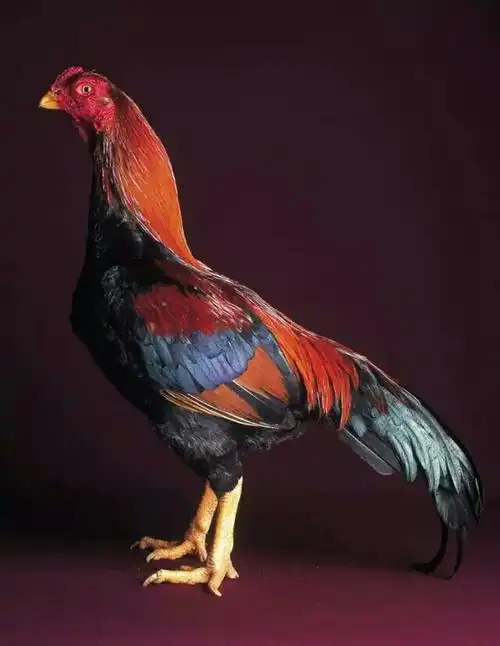 (二)鸡报小康随日出,年迎大有伴春来    (三)金猴留恋丰收年,彩凤