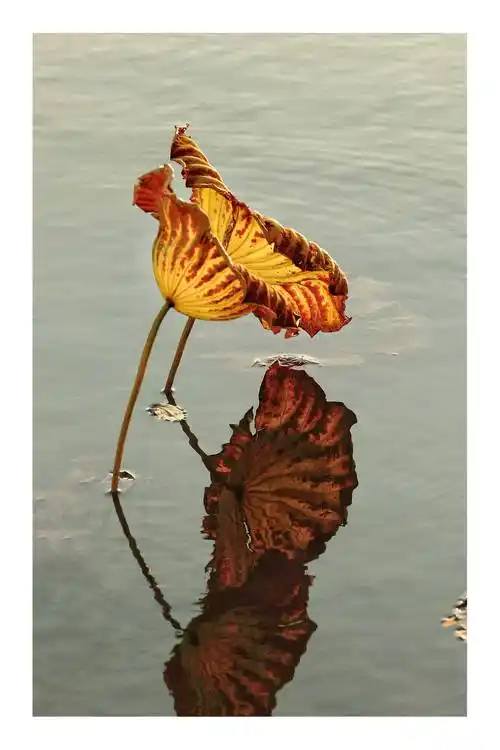 傲骨的韵 - 美篇