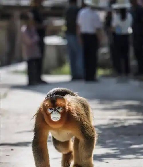 金丝猴跑进陕西农村家中,每天蹭吃蹭喝都胖了,专家:吃够了就走_生活_