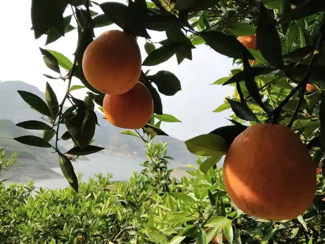 我有一个大果园(190) - 简书