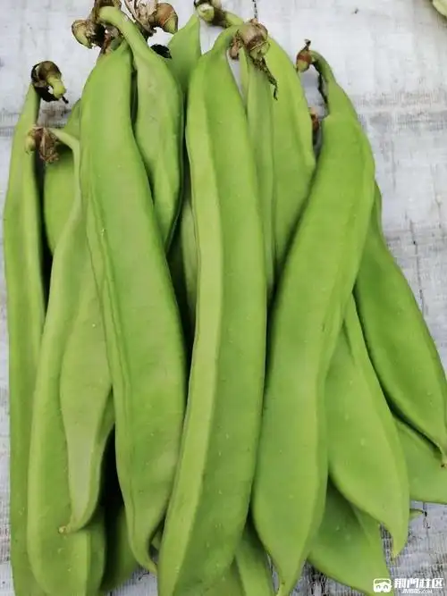 亲们,这刀豆漂亮,嫩嫩滴,从来没买过,不知道怎么吃