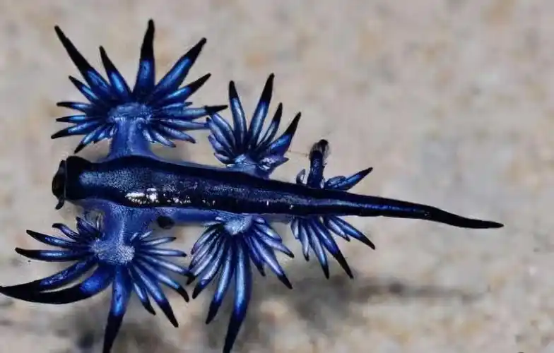 超级坏蛋海蛞蝓,剽窃3000多种技能,几十个成串交配是常态_动物