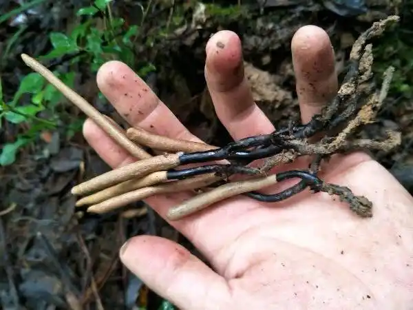 这种似煤球的野生菌,是珍贵的"乌灵参"