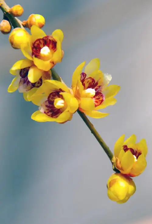 【每周学摄影】第七辑 腊梅花开