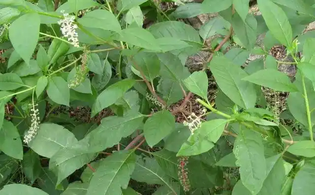 人称"见肿消",嫩芽是上等野菜,农民拿来煮面
