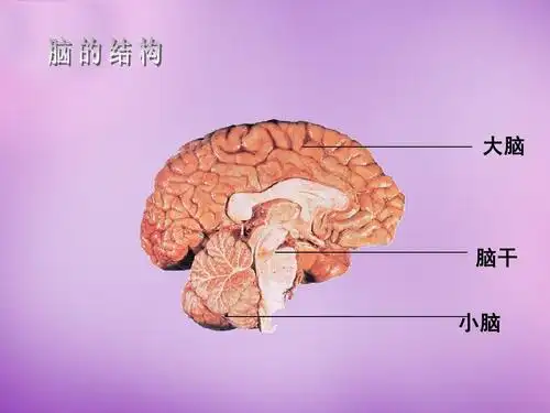2 人体的神经调节课件 (新版)苏教版
