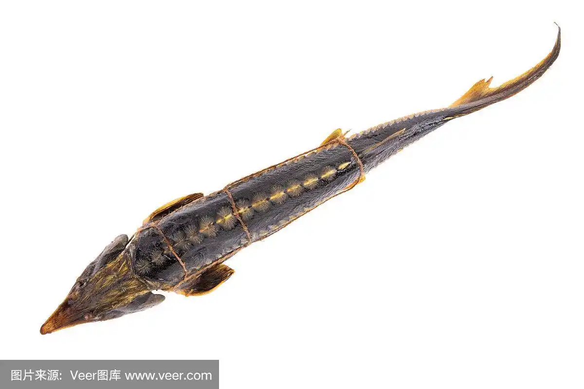 头部孤立在白色背景上的大型熏制鲟鱼.前视图.