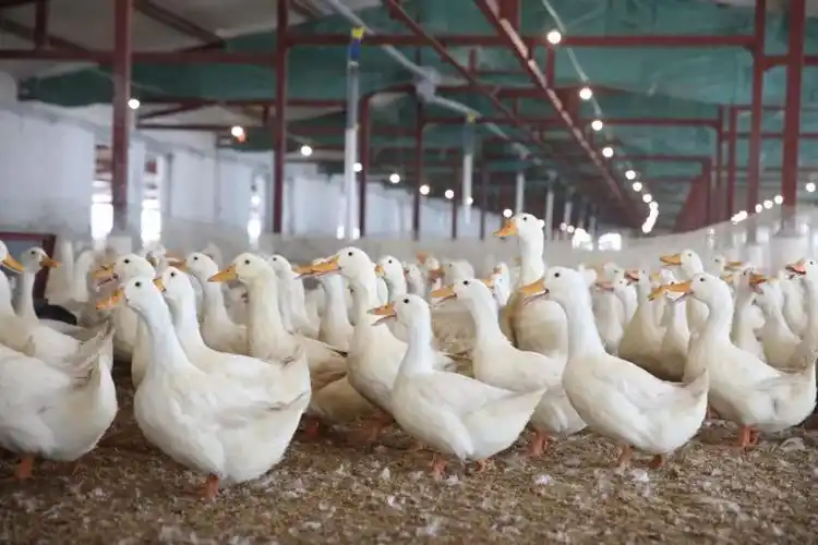 关注它来了它来了我国自主培育肉鸭新品种中新白羽肉鸭来了